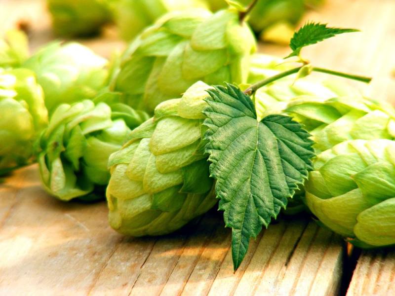 精釀啤酒 | 酒花制品的種類及特點(diǎn)有哪些？